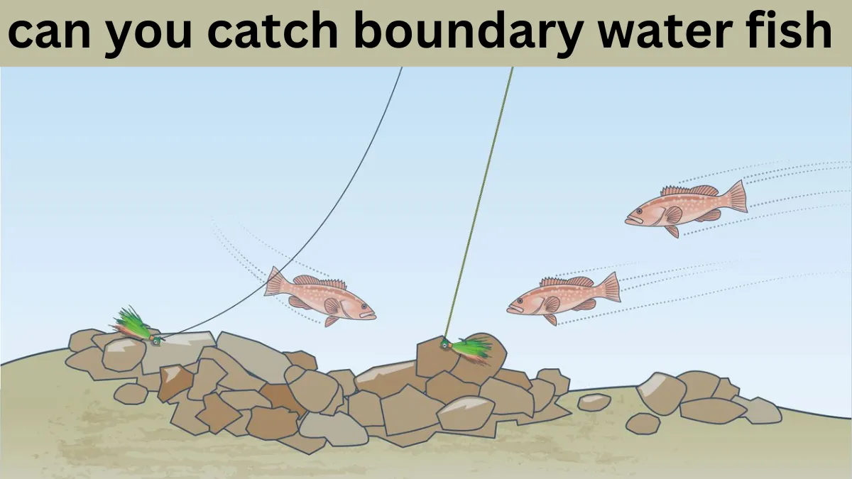 Can you catch Boundary Water fish with braided line? Learn how braided line enhances your fishing experience.